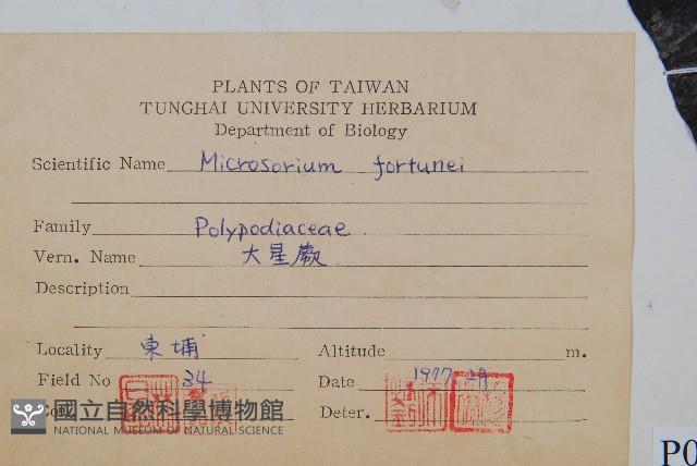 大星蕨藏品圖，第2張