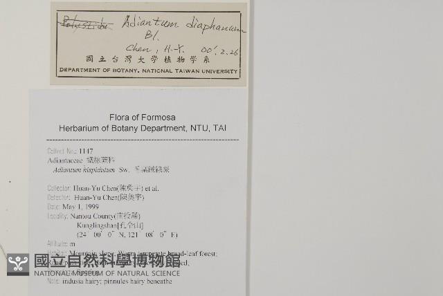 長尾鐵線蕨藏品圖，第2張