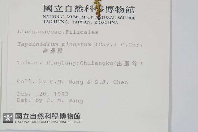 達邊蕨藏品圖，第2張