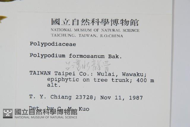 臺灣水龍骨藏品圖，第2張