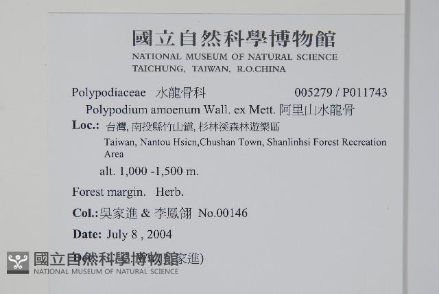 阿里山水龍骨藏品圖，第2張