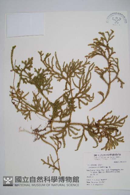 過山龍藏品圖，第1張