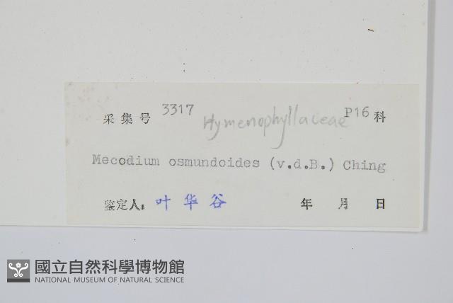 長柄蕗蕨藏品圖，第2張