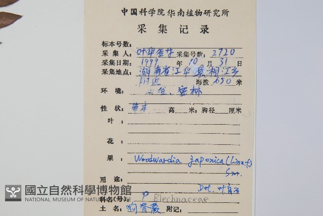 日本狗脊蕨藏品圖，第2張