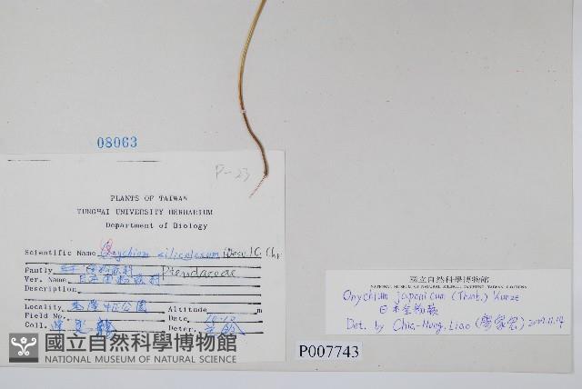 日本金粉蕨藏品圖，第2張