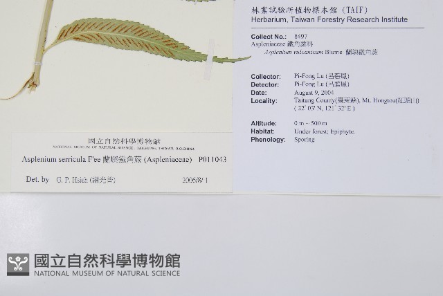 蘭嶼鐵角蕨藏品圖，第5張