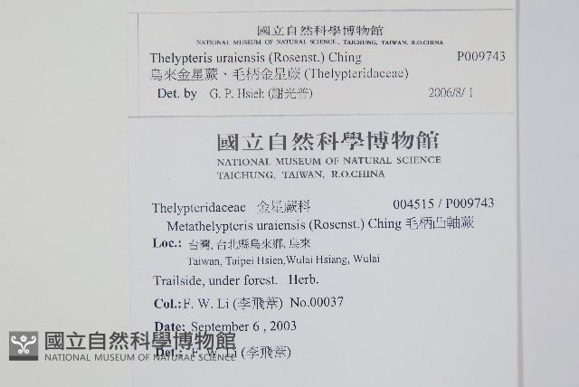 烏來金星蕨、毛柄金星蕨藏品圖，第2張