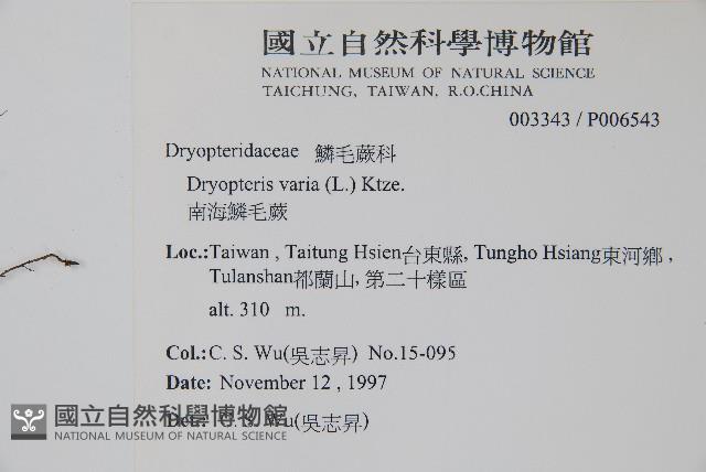 南海鱗毛蕨藏品圖，第2張