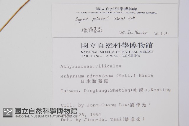 假蹄蓋蕨、東洋蹄蓋蕨藏品圖，第2張