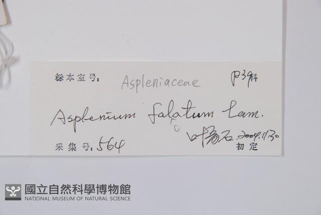 鐮葉鐵角蕨藏品圖，第5張