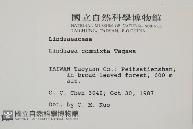 海島鱗始蕨藏品圖，第2張