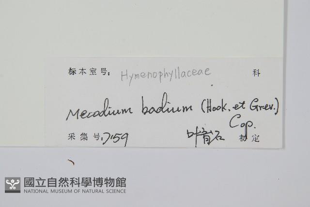 蕗蕨藏品圖，第2張