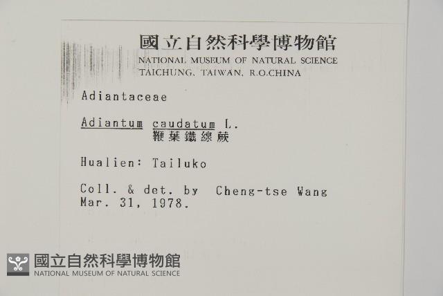 馬來鐵線蕨藏品圖，第2張