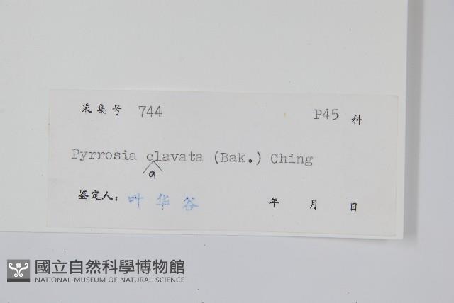 光石韋藏品圖，第2張