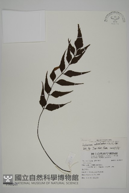 革葉鐵角蕨藏品圖，第1張