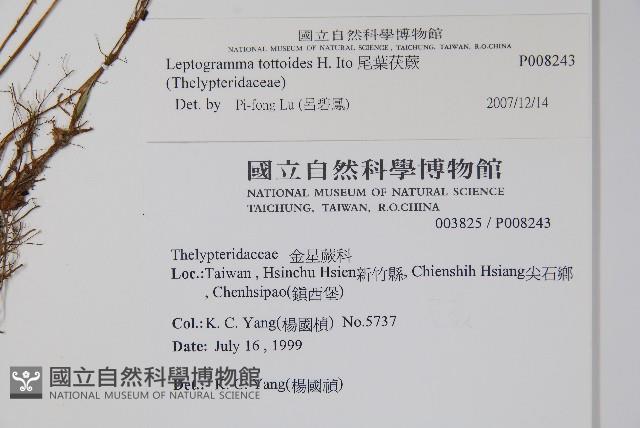 尾葉茯蕨藏品圖，第2張