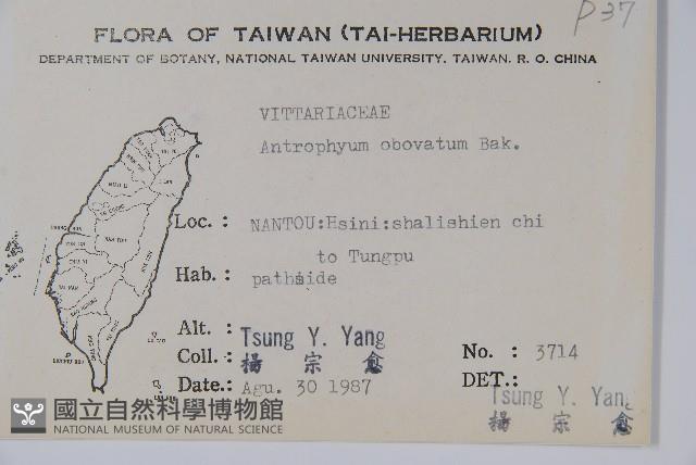 車前蕨藏品圖，第2張