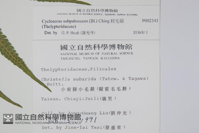 梳毛蕨藏品圖，第2張