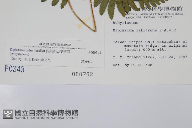 廣葉深山雙蓋蕨藏品圖，第2張