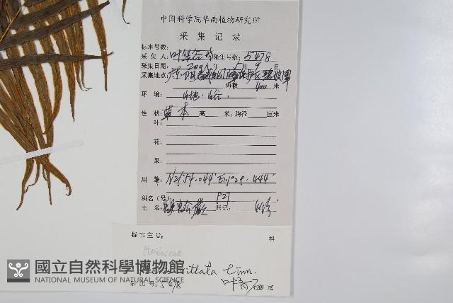 Chinese brake Collection Image, Figure 2, Total 2 Figures