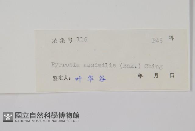 相異石韋藏品圖，第2張