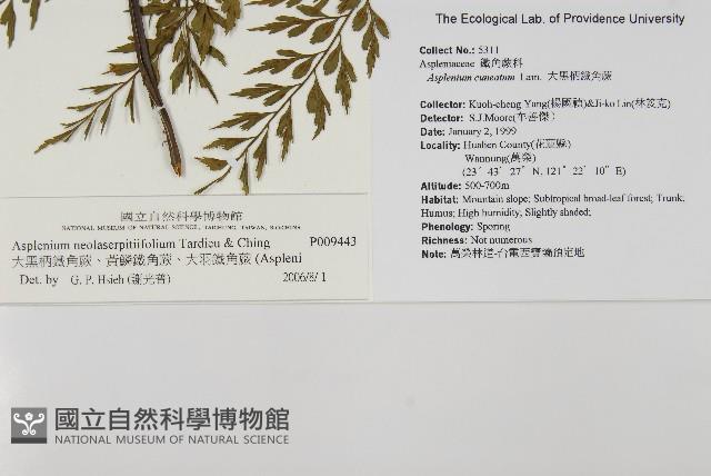 大黑柄鐵角蕨、黃鱗鐵角蕨、大羽鐵角蕨藏品圖，第2張