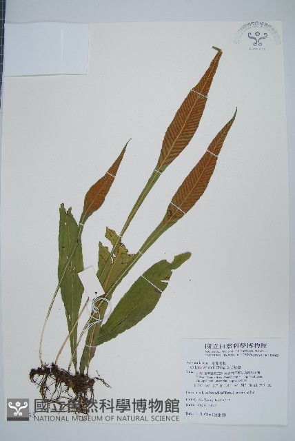 萊氏線蕨藏品圖，第1張