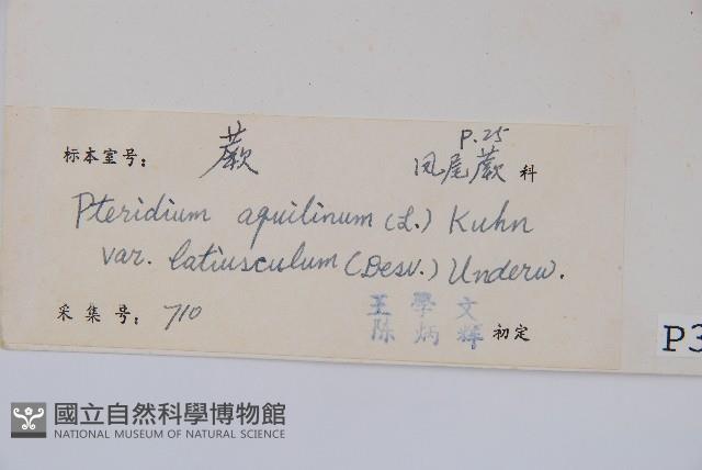 蕨藏品圖，第2張