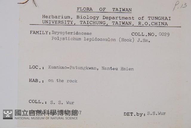 鞭葉耳蕨藏品圖，第2張