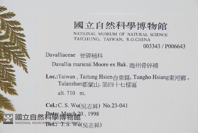 海州骨碎補藏品圖，第2張