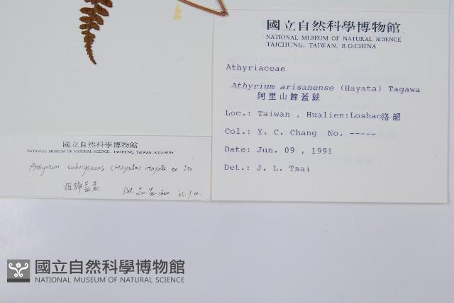 姬蹄蓋蕨藏品圖，第2張