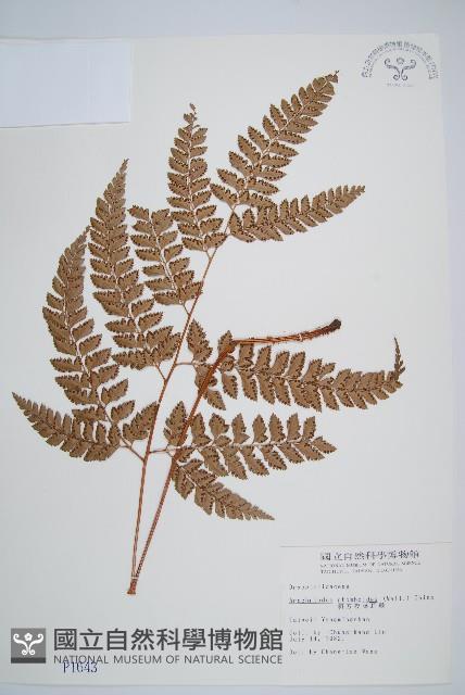 斜方複葉耳蕨藏品圖，第1張