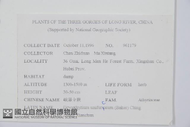 東亞假鱗毛蕨藏品圖，第2張