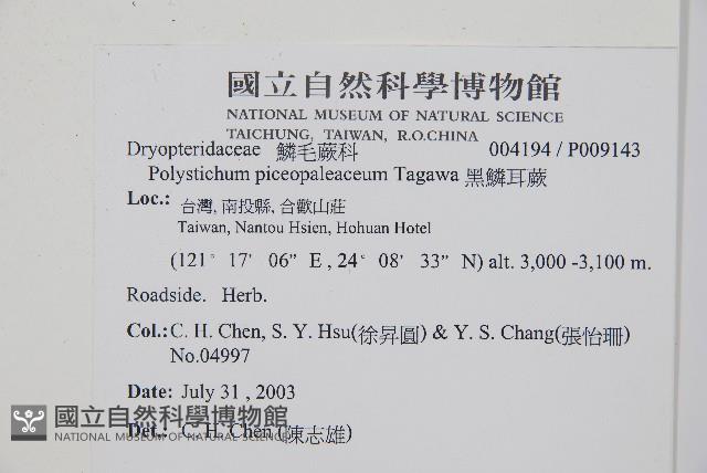 黑鱗耳蕨藏品圖，第2張