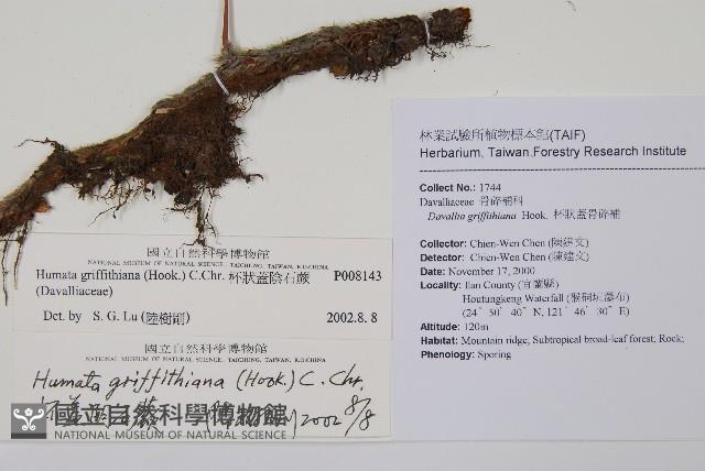 杯狀蓋陰石蕨藏品圖，第2張