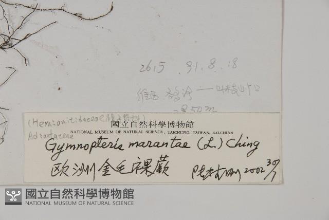 歐洲金毛裸蕨藏品圖，第2張