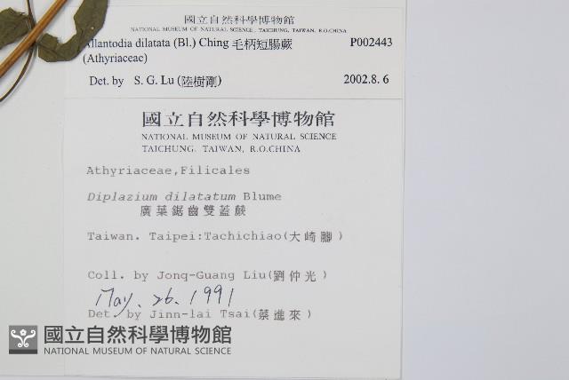 毛柄短腸蕨藏品圖，第2張