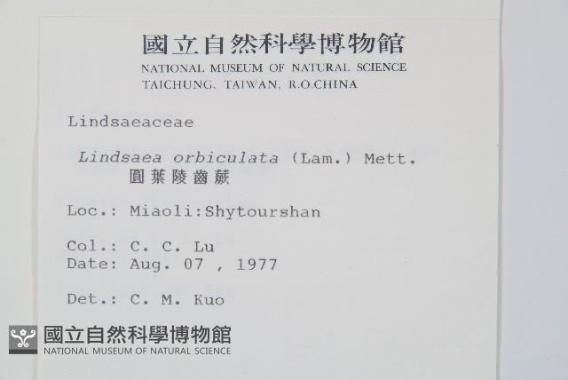 圓葉陵齒蕨藏品圖，第2張