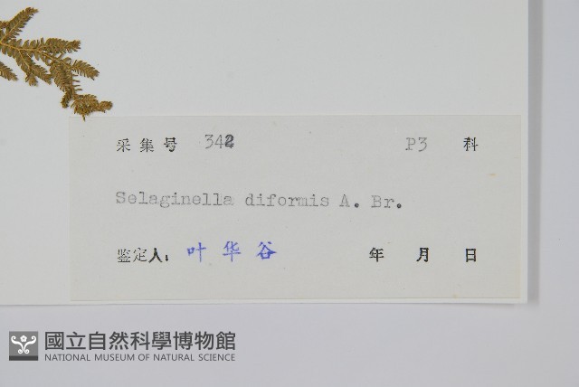 二形卷柏藏品圖，第2張