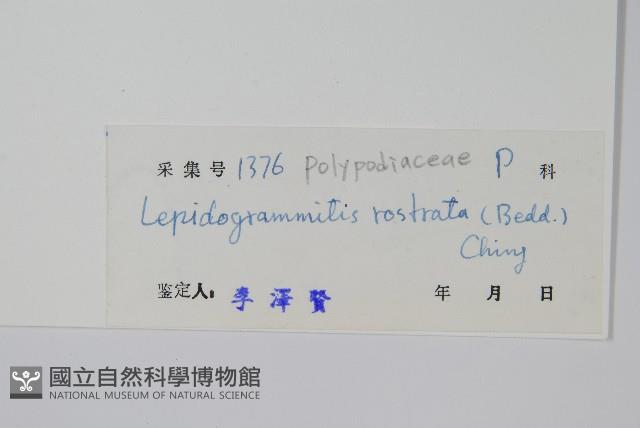 骨牌蕨藏品圖，第2張