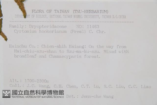 狹葉貫眾蕨藏品圖，第2張