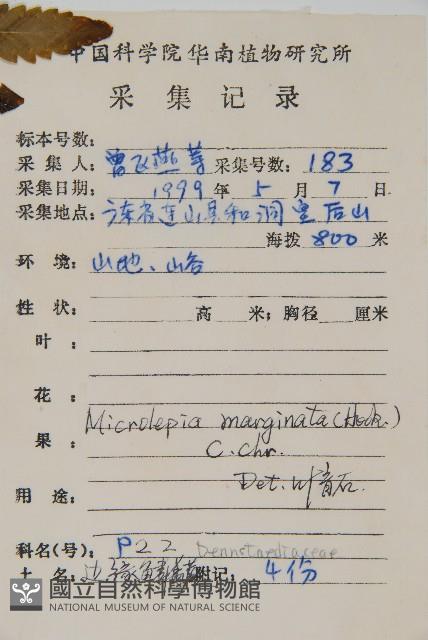 邊緣鱗蓋蕨藏品圖，第2張