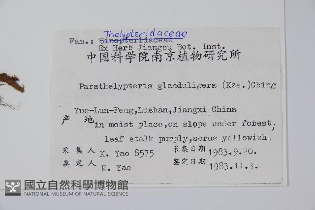 密腺副金星蕨藏品圖，第2張