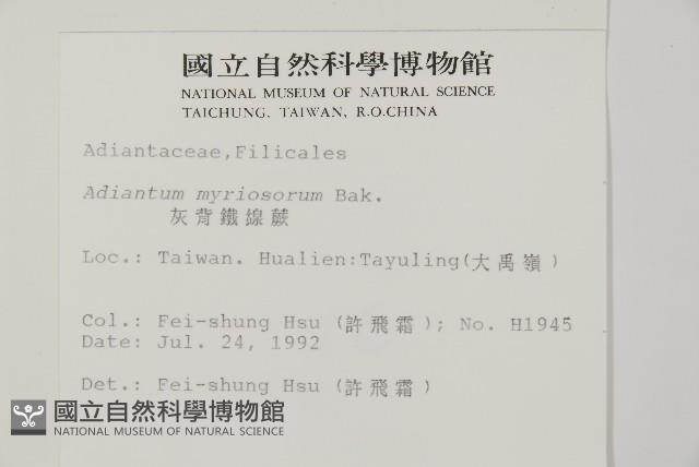 灰背鐵線蕨藏品圖，第1張