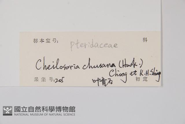 毛軸碎米蕨藏品圖，第2張