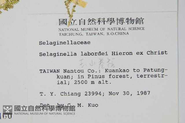 玉山卷柏藏品圖，第2張