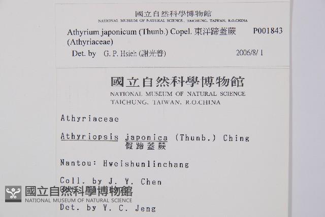 東洋蹄蓋蕨藏品圖，第2張