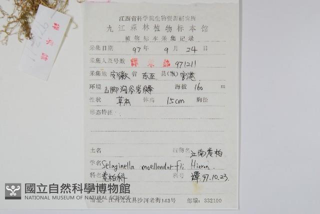 江南卷柏藏品圖，第2張