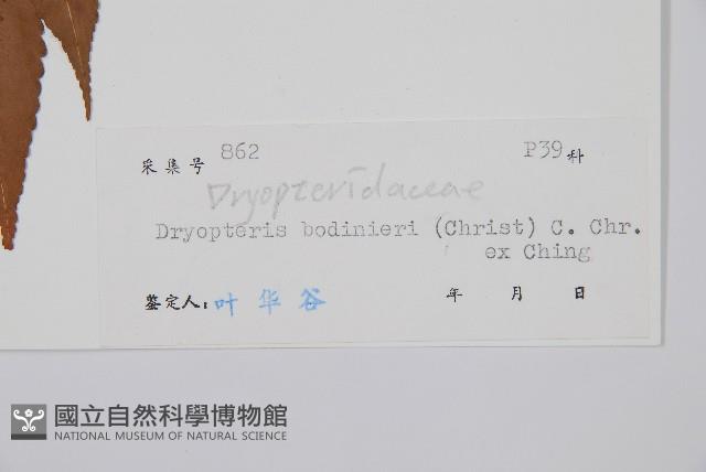 大羽鱗毛蕨藏品圖，第2張