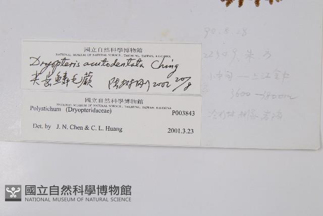 尖齒鱗毛蕨藏品圖，第2張